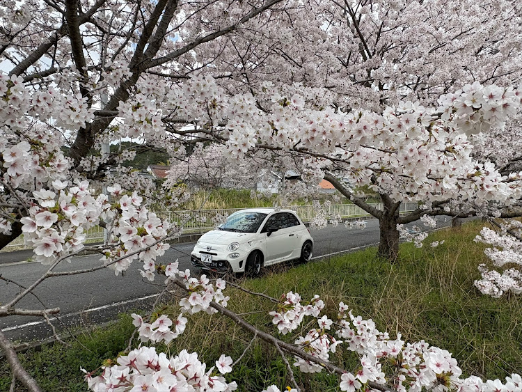 595の桜シーズン開幕・いつもイイね＆コメントありがとうございます😆・桜と愛車・4月もよろしくお願い致します🌸に関するカスタム事例の投稿画像2枚目
