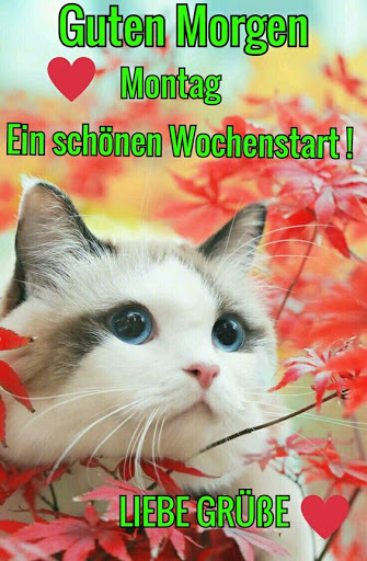 Guten Morgen Gute Nacht für WhatsApp