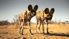 Africa thumbnail