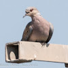 Turtle Dove; Tórtola Común