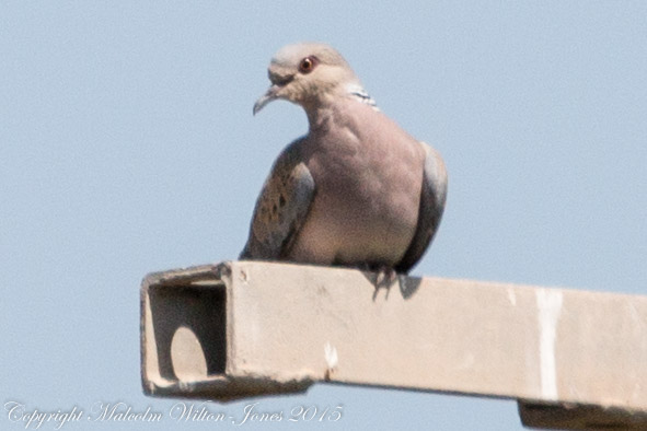 Turtle Dove; Tórtola Común