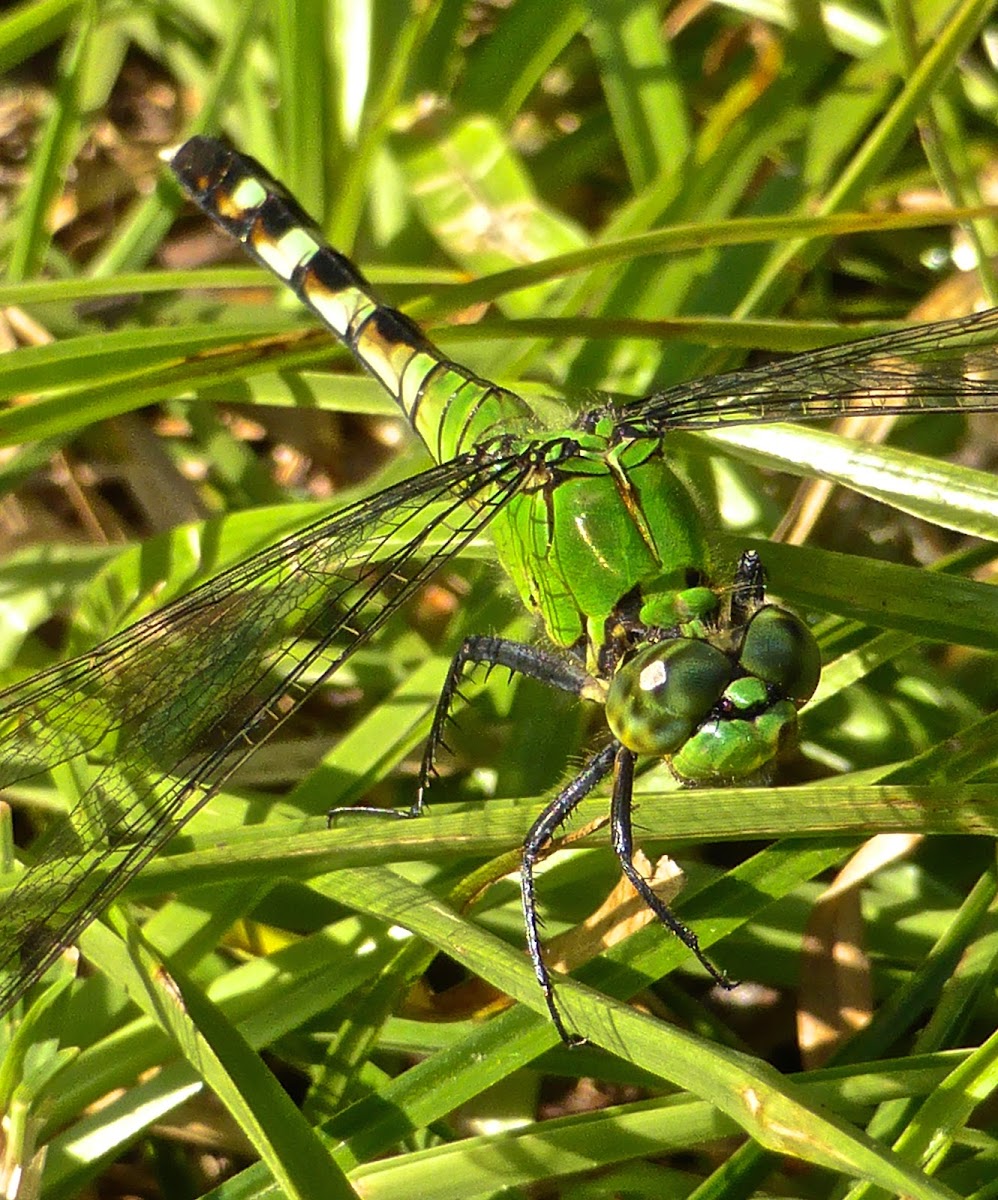 Eastern Pondhawk ♀