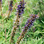 Desert False Indigo