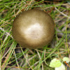 Megacollybia Mushrooms