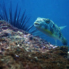 White-spotted puffer