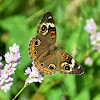 Common buckeye