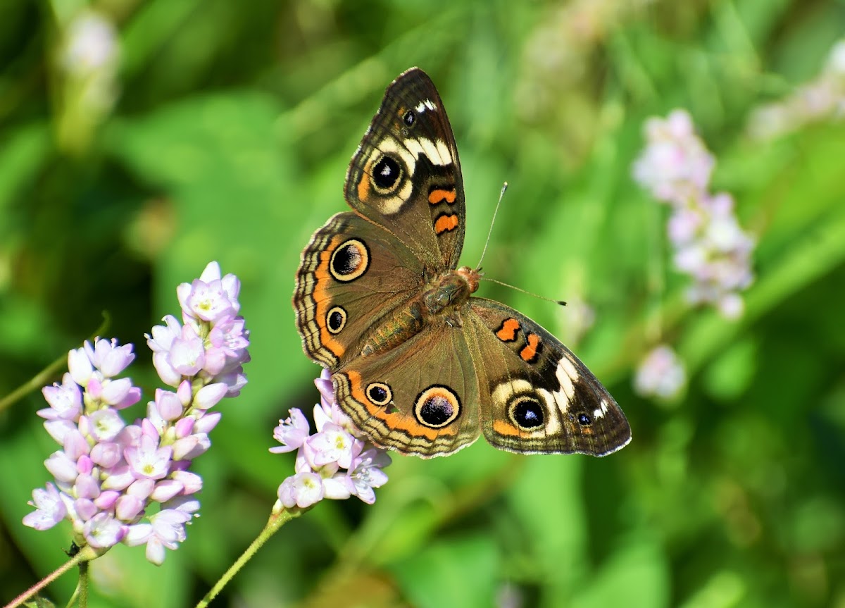 Common buckeye