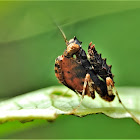 Boxer Mantis