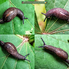 Cambodian Semi-slug