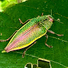 golden jewel beetle