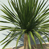 Dracaena