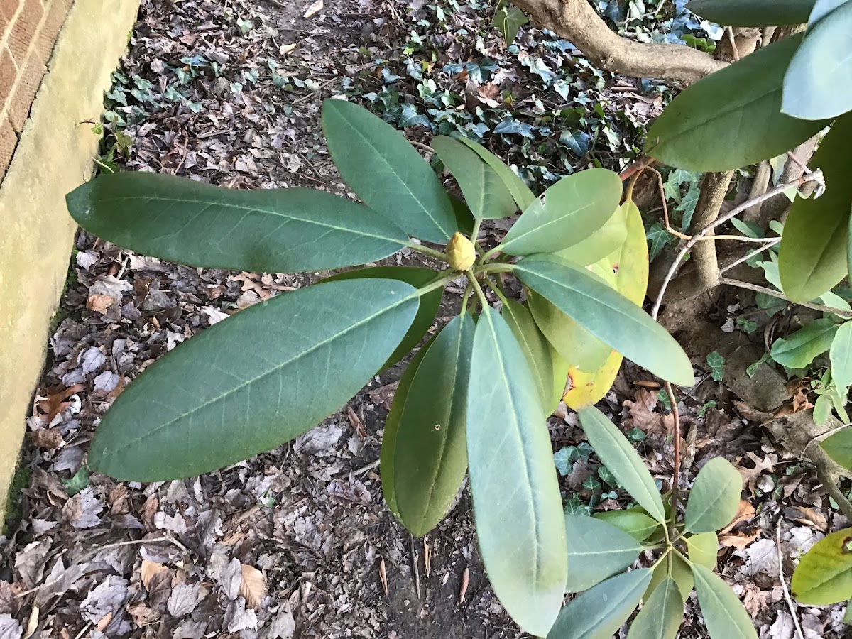 Evergreen Azalea