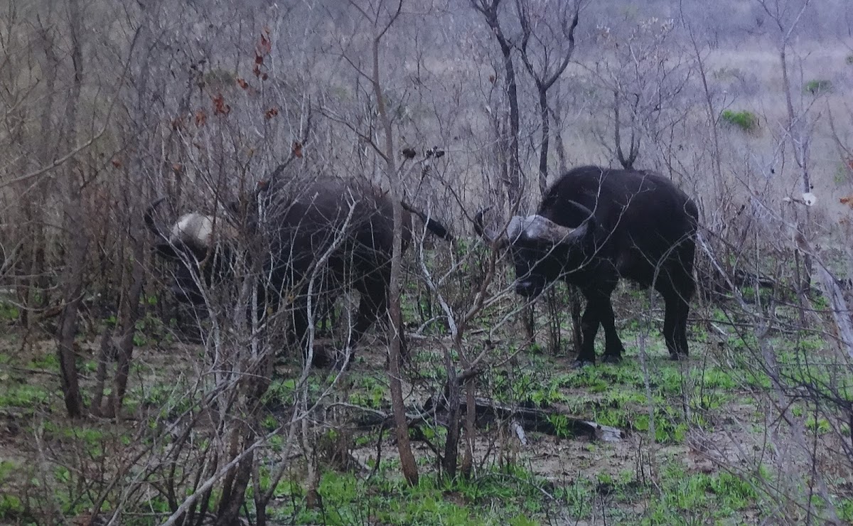 African buffalo