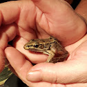 Forrer's leopard frog