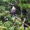 Bald eagle