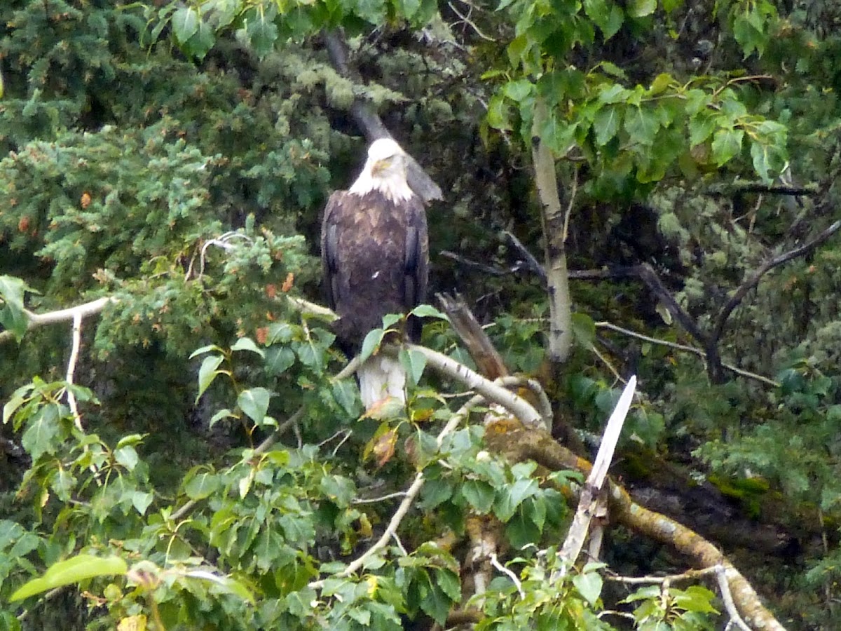 Bald eagle