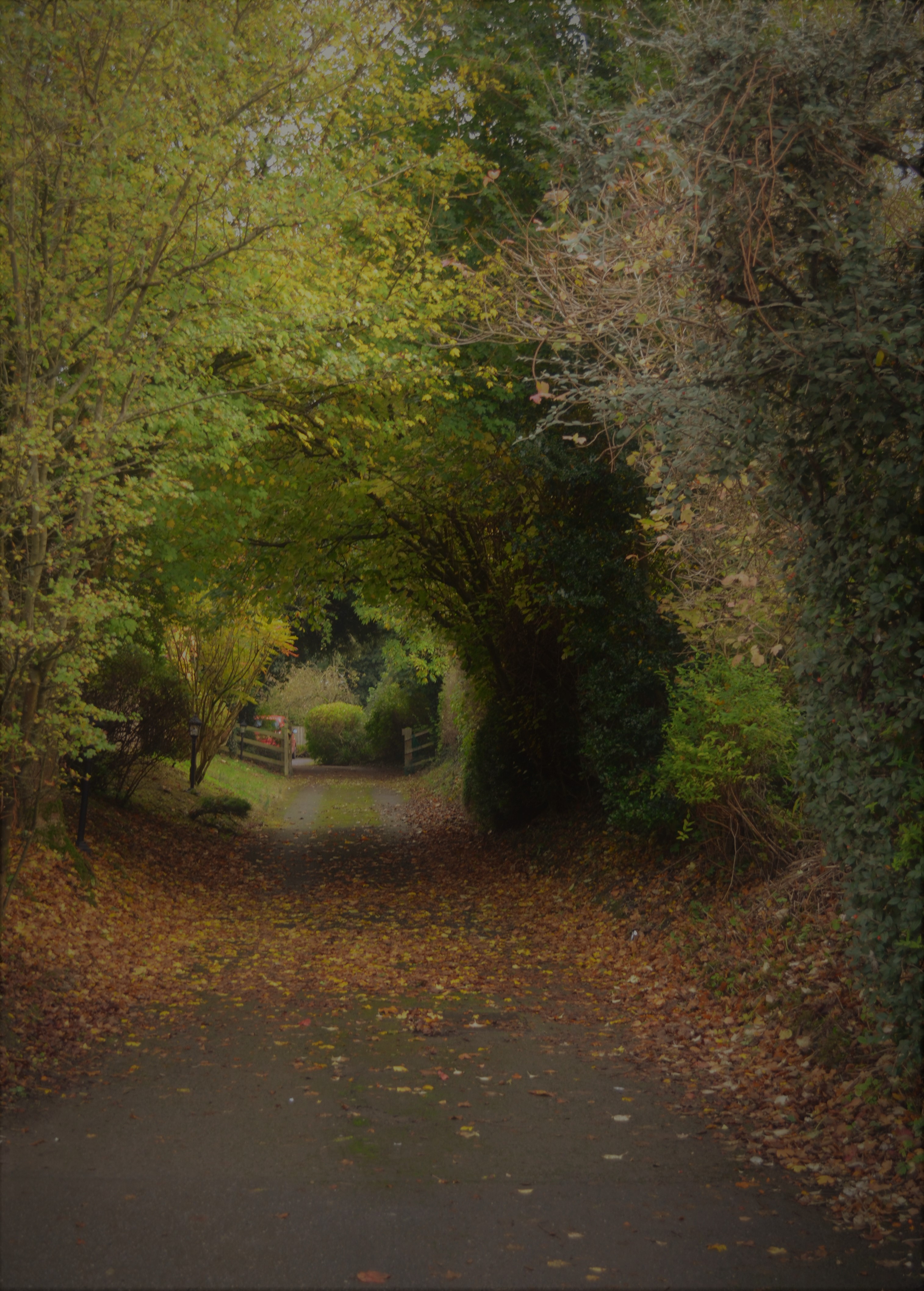 verde tunnel... in autunno.. di Andry_78