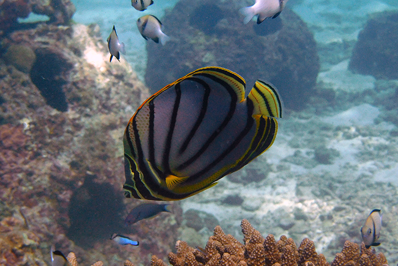 Scrawled Butterflyfish