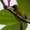 Olive-backed Sunbird