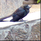 Smooth Billed Ani