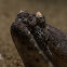 Crocodile Snake Eel