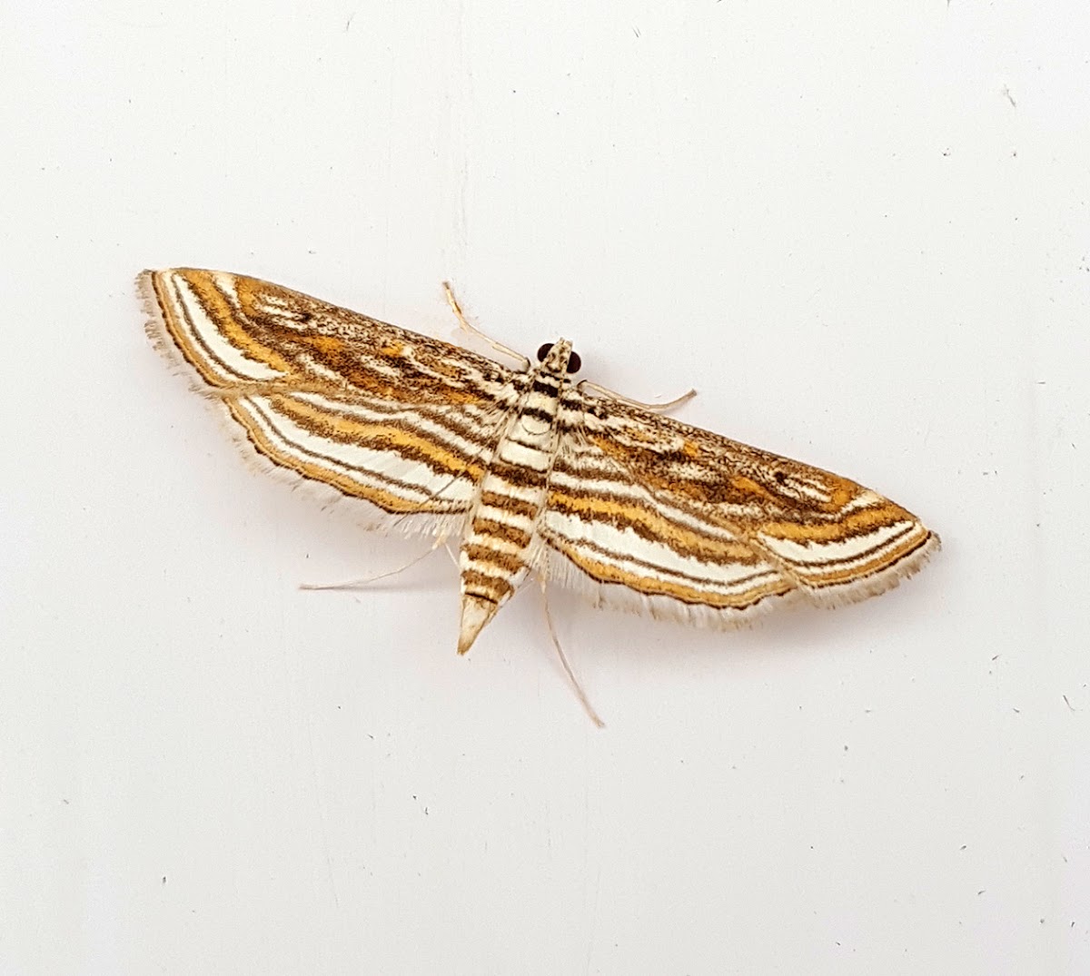 Aquatic Rice Moth