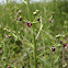 Dog Figwort