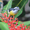 Bananaquit