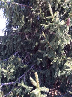 Balsam Fir Tree