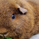 Guinea Pigs HD Wallpapers Animal Theme