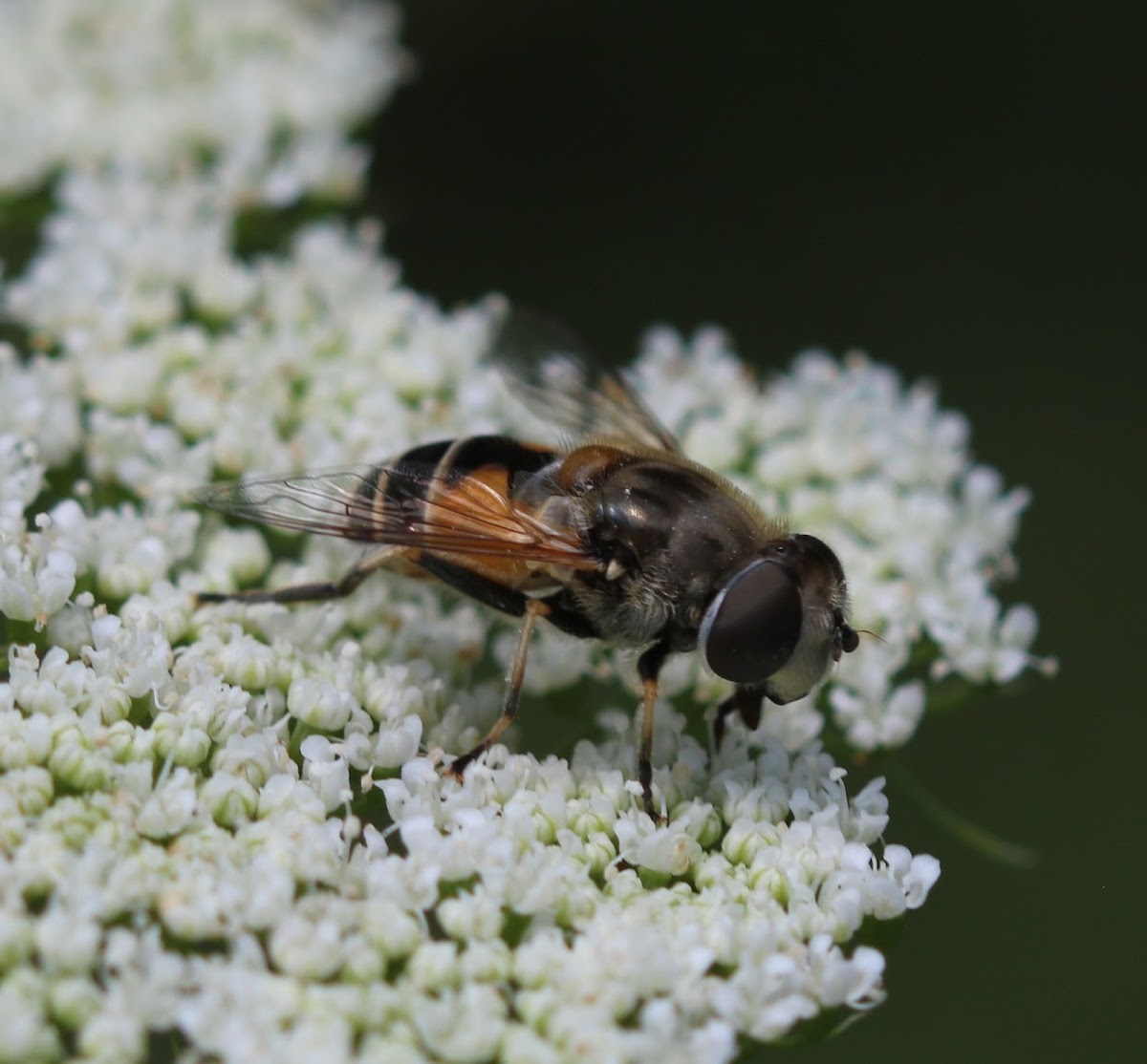 European drone fly