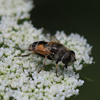 European drone fly