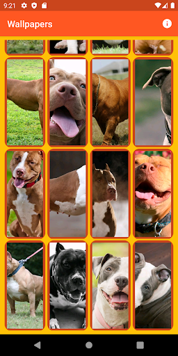 Pitbull Wallpapers