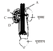 Human Excretory System