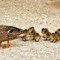 Ducklings di 