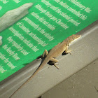 Green Anole