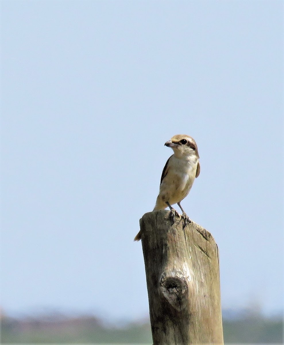 Brown shrike