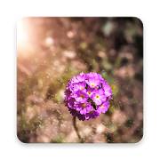 Primrose Wallpapers  Icon