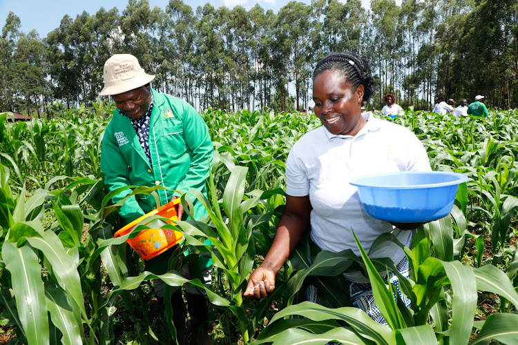 Kakamega Governor Fernandes Barasa joins a farmer at Emakholia village in Kisa East Ward in Khwisero constituency during his inspection tour of maize farmers in the county May 13, 2024