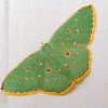 Orange Spotted Emerald