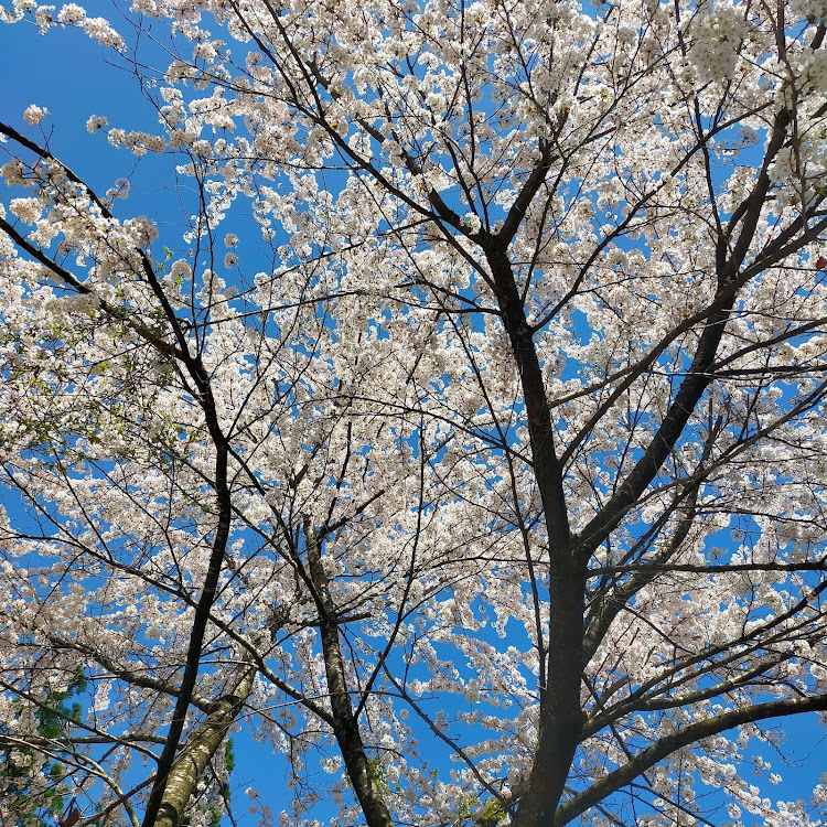 セリカの桜が散る前に・山中某所・見知らぬ山に関するカスタム事例の投稿画像4枚目