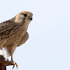 Common Kestrel