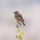 Stonechat; Tarabilla Común