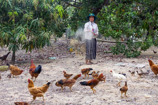 Ngoài trồng điều, gia đình ông Long bà Nga còn trồng thêm xoài, hàng năm thu hoạch hai vụ và nuôi thêm gà để tăng gia sản xuất.