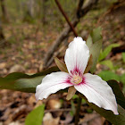 Painted Trillium