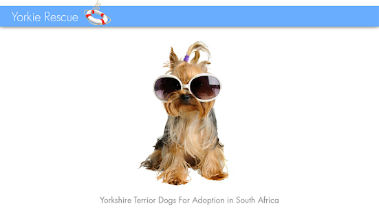 SA Yorkie Rescue(圖5)-速報App