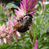 Eastern Carpenter Bee