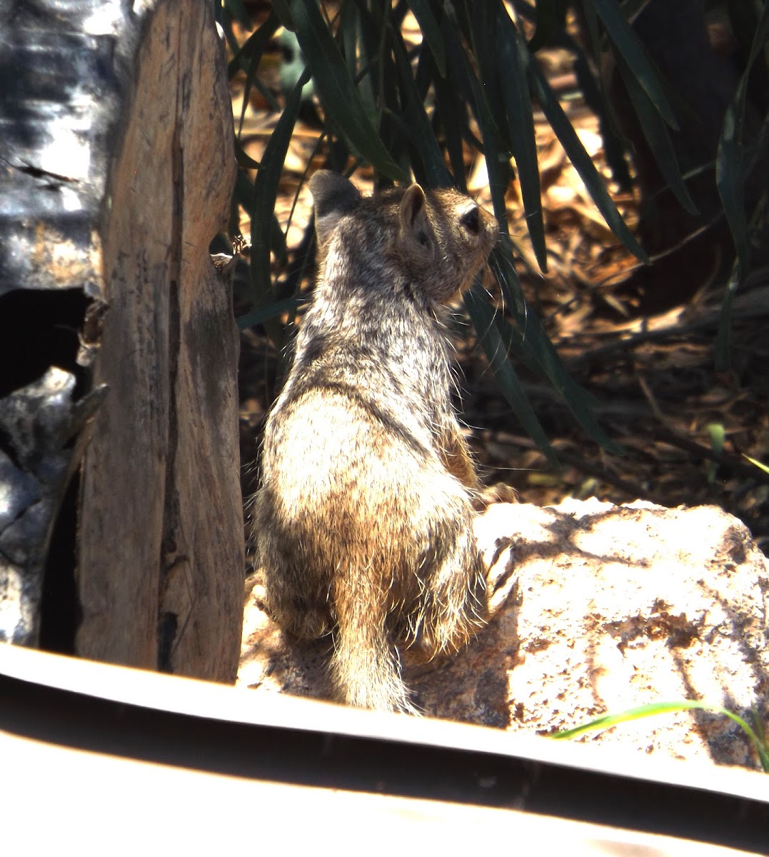 Rock Squirrel