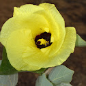 Beach Hibiscus