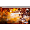 Item logo image for Maple Autumn leaves